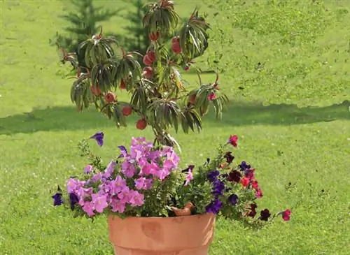 Посадите карликовые фруктовые деревья в горшки