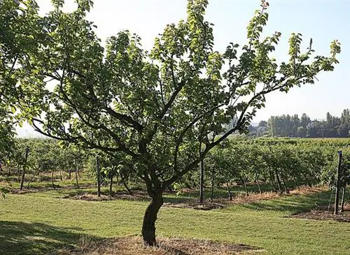 Как посадить абрикосовое дерево на открытом воздухе