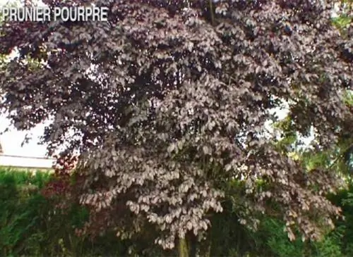 Пурпурная слива