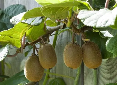 Прививка актинидии