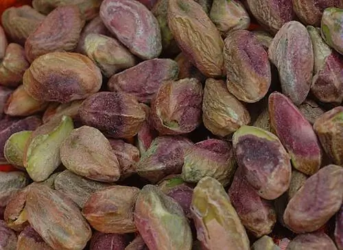 Посадите фисташковое дерево