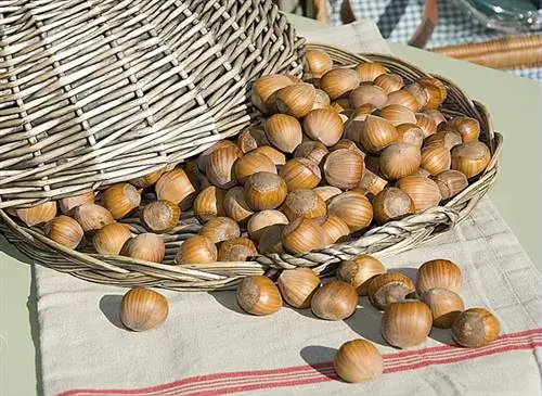 Сбор и хранение фундука