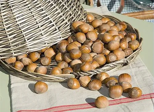 Заготовка и хранение фундука