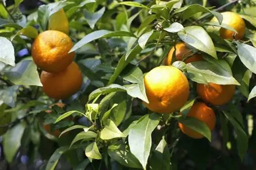 Апельсины на апельсиновом дереве