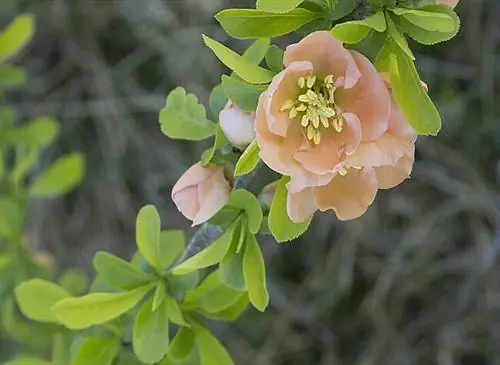 Отводки дерева айвы