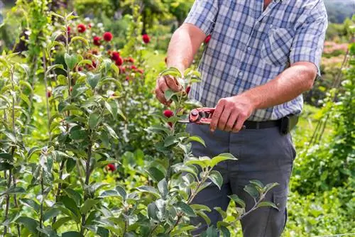 Успешно обрезайте зеленые фруктовые деревья