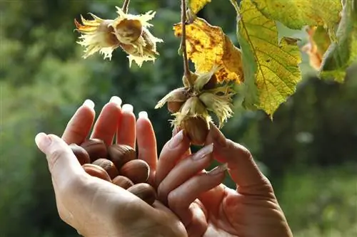 Как аккуратно обрезать лещину