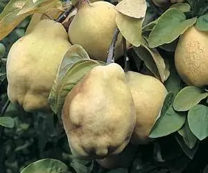 Посадка варенья плодовых деревьев: айвы и айвы