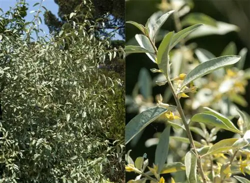 Богемское оливковое дерево «Ртуть» (Elæagnus angustifolia)