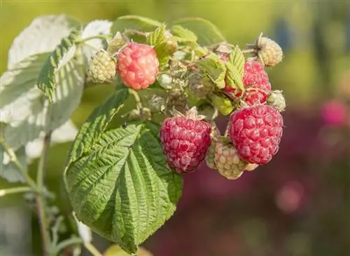 Куст малины Ruby Beauty из серии Les Saveurs du Potager.