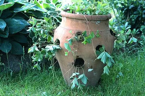 Клубничная керамика