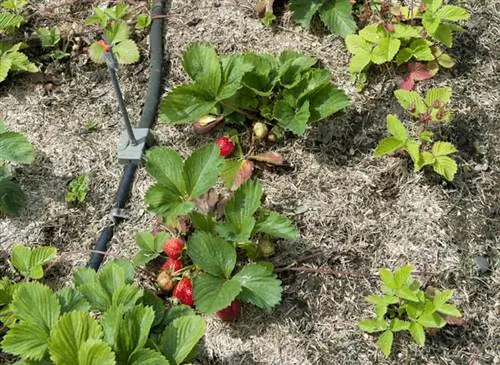 Работает автоматический полив на участке клубники.