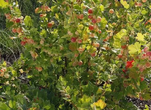 Обрезка куста крыжовника в конце зимы позволяет получить комок очень продуктивных ветвей. Обрезка куста крыжовника в конце зимы позволяет получить комок очень продуктивных ветвей.