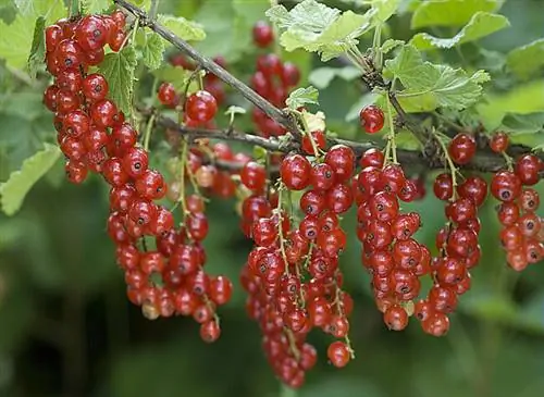 Обрезаем куст смородины