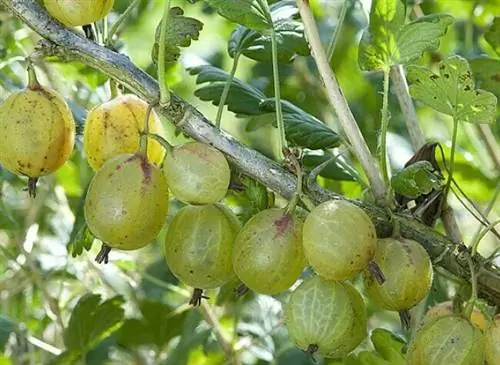 Крыжовник "Инвикта"