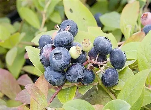 Разделить куст черники
