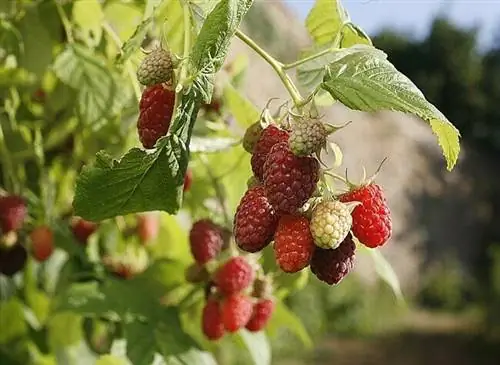 Делим куст малины Делим куст малины