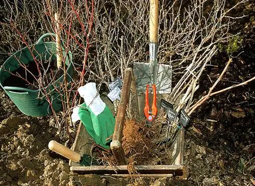 Удобрение куста крыжовника
