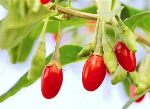 Посадка годжи в землю