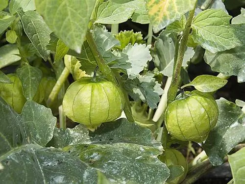 Томатилло 'Тома Верде' - Ф. Марре - Le Champ de Pagaille