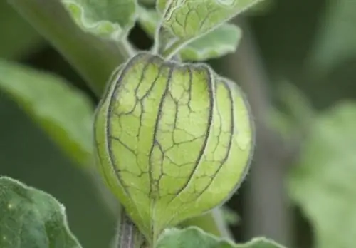 Лист выращивания перуанского петушка (physalis peruviana)