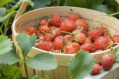 Клубника и Земляника: посадка лучших сортов для варенья