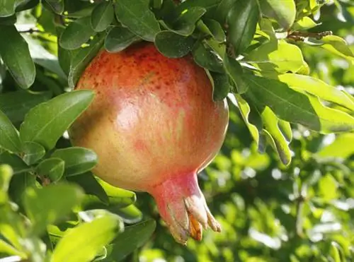 Посадите гранатовое дерево в горшок