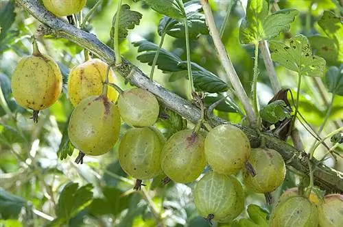 Крыжовник "Инвикта"