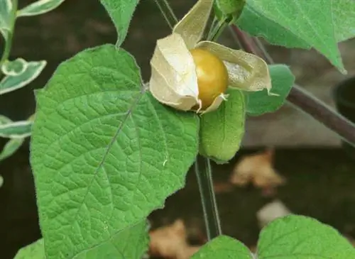 Плод перуанского петушка (Physalis peruviana). Высевают в марте в жару, пересаживают, как только закончатся заморозки, урожай перуанского петушка собирают с августа по октябрь.