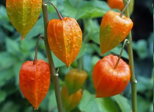 Физалис alkekengi var.franchetii - Jardin de Valanciens