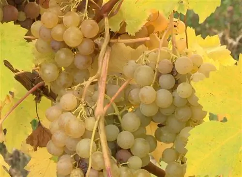 Ампелия Пердин, сорт винограда, адаптированный к северу от Луары