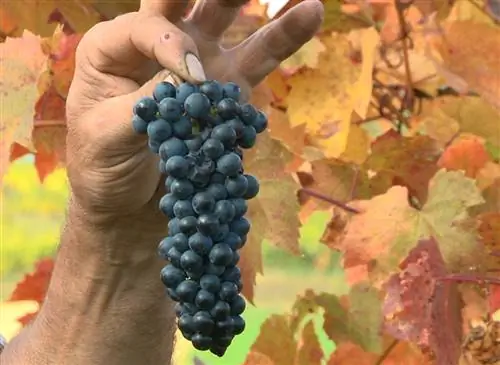 «Маршал Фош», необработанный сорт винограда