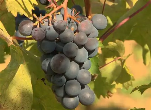 Выбираем столовые сорта винограда для севера Луары
