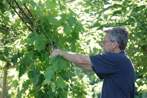 Обрезка виноградной лозы