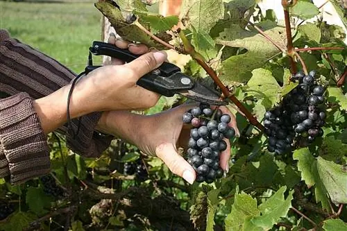 Урожай черного винограда