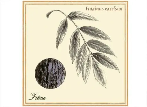 Ботаническая доска: ясень (Fraxinus excelsior)