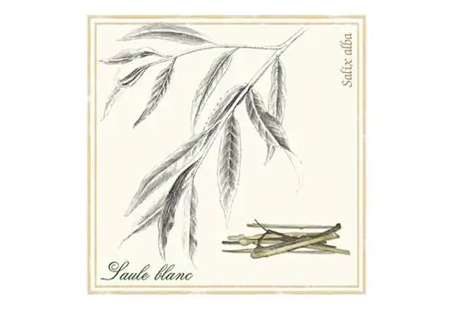 Ива белая (Salix alba), предок аспирина: обезболивающее растение, используемое с древности (ботаническая тарелка) - лечение растениями, ароматерапия