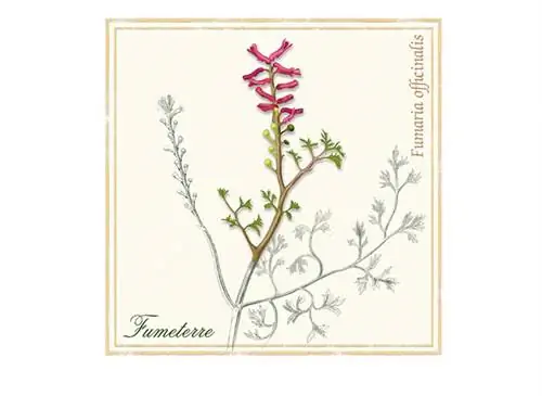лекарственное растение, fumaria officinalis, пищеварение, травяной чай, дымоход