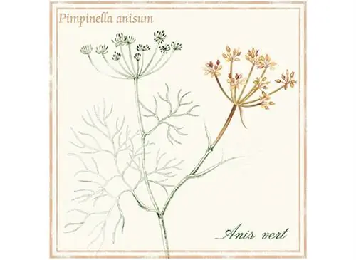 Зеленый анис (Pimpinella anisum) помогает пищеварению.