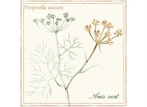 Польза зеленого аниса для пищеварения и уменьшения кашля