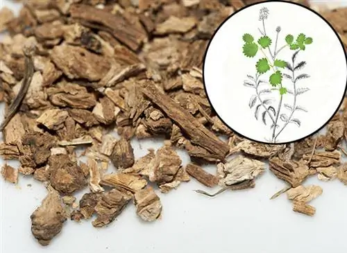 Измельченные корни кровохлебки. Вставка, ботаническая тарелка