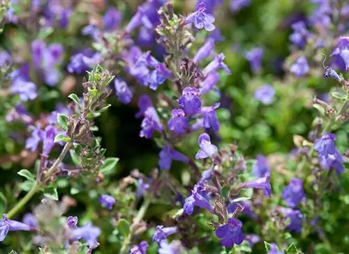 Каламента лекарственная