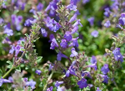 Тысяча и одна польза от успокоения для вашего благополучия