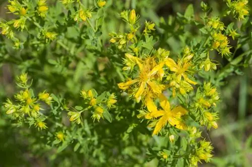 Зверобой продырявленный (Hypericum perforatum)