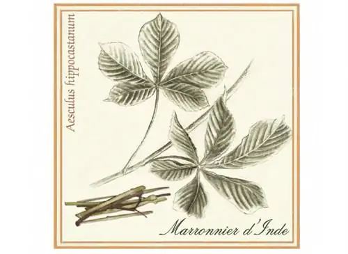 Ботаническая доска: Каштан конский (Aesculus hippocastanum)