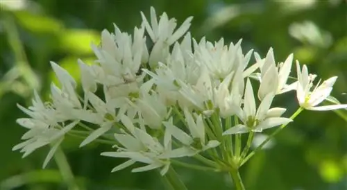 Польза черемши для здоровья