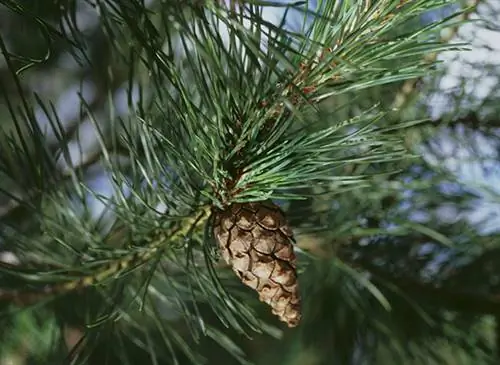 Здоровье через растения, ароматерапия: хвойное дерево (Pinus sylvestris)