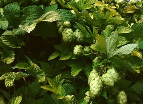 Шишки хмеля