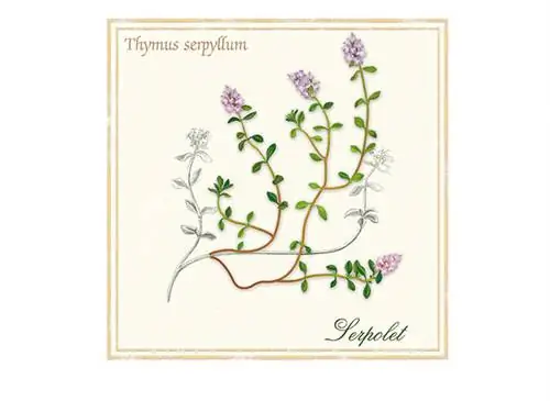 Дикий тимьян, лекарственное растение, бронхит, травяной чай, тимьян серпиллум