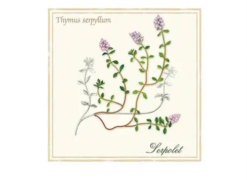 Как использовать дикий тимьян и каковы его преимущества?